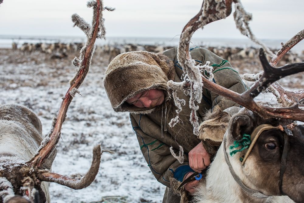 For thousands of years indigenous Nenets have led nomadic lifestyles, migrating with their reindeer herds across the Yamal Peninsula in the Russian Arctic. The Khudi family is one of 12,000 Nenets still migrating along the same routes as their ancestors did for centuries. Image credit: Alegra Ally/Schilt Publishing