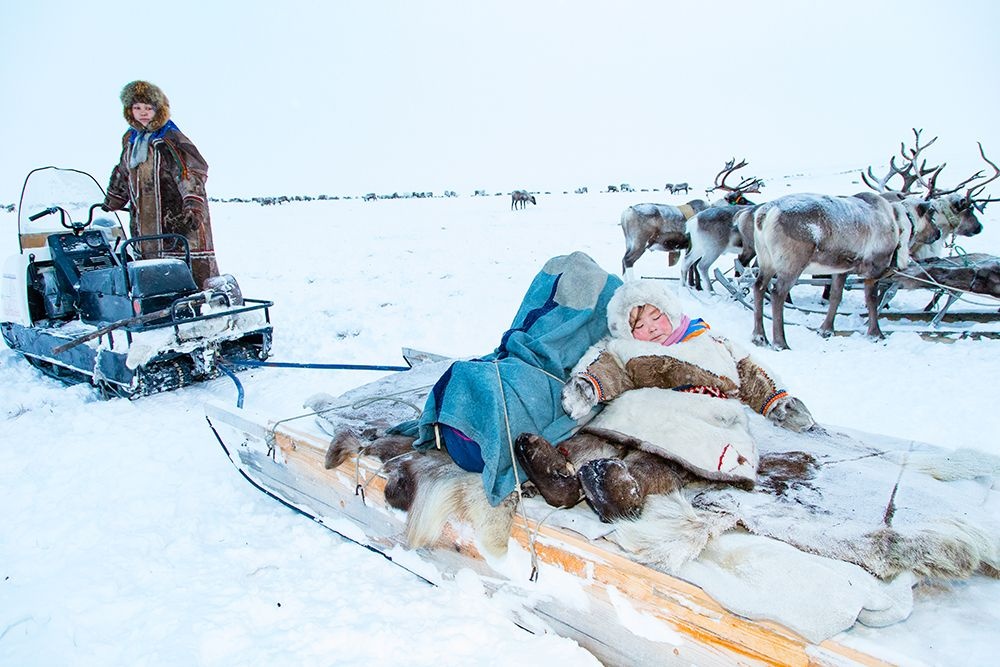 The sledges are an important aspect of the Nenets way of life. They are used for all aspects of their travel and migration, as well as for storage. There are at least two sledges designated for food storage. Like portable refrigerators, these sledges are used to store frozen meat, bread, butter and other staples. Image credit: Alegra Ally/Schilt Publishing