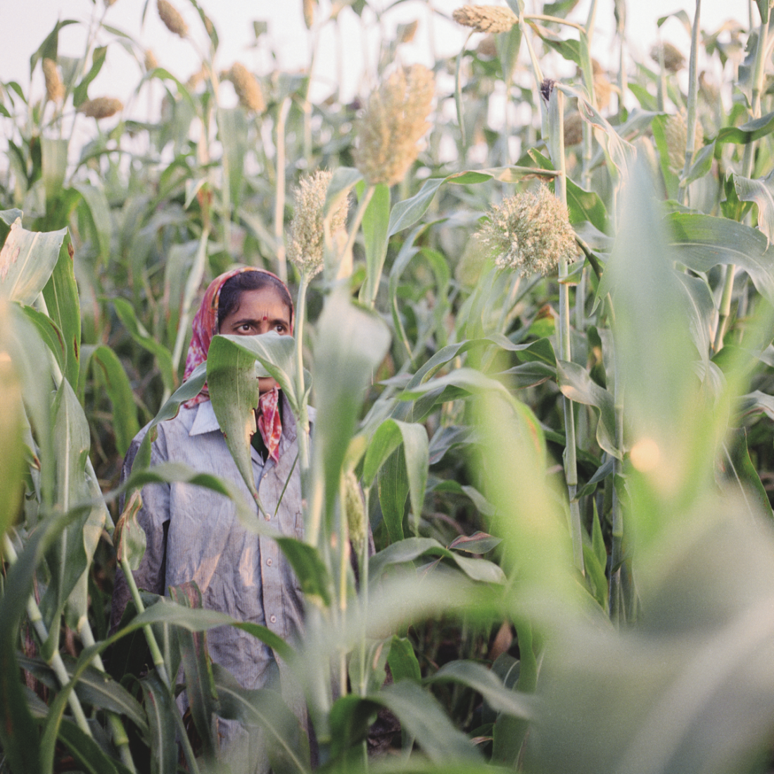 Nipani, India. Tobacco labourer Dipali Lohar in a mixed field with bidi tobacco and sorgum. © Rocco Rorandelli