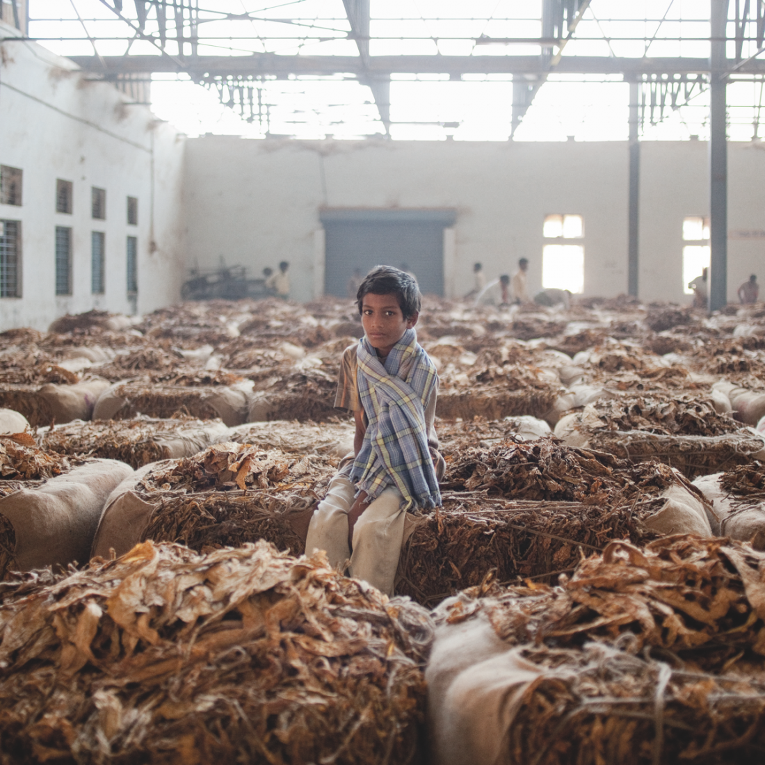Periyapatna, India A farmer’s child sitting on a tobacco bale on the floor of a tobacco auction house. ? Rocco Rorandelli
