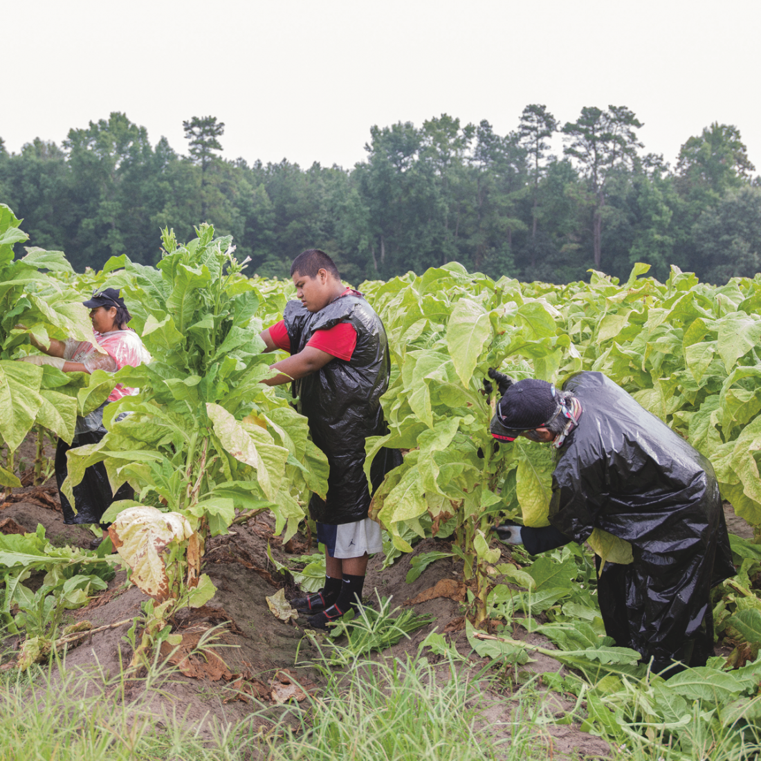 Goldsboro, NC, USA Miguel, a fourteen-year-old Mexican migrant worker, picking leaves in a tobacco field with his aunt and uncle. © Rocco Rorandelli