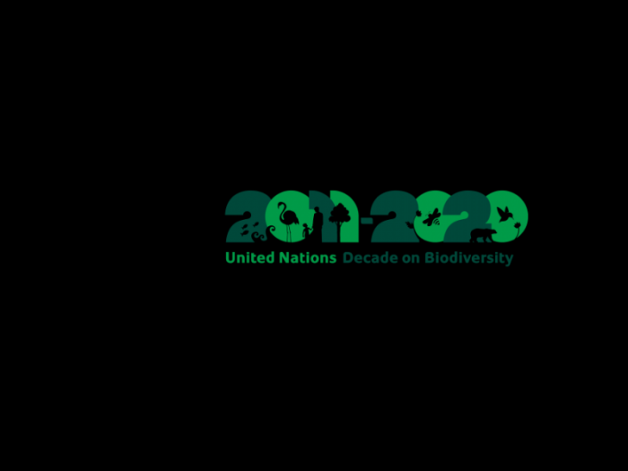 IYB 2010-2020 logo