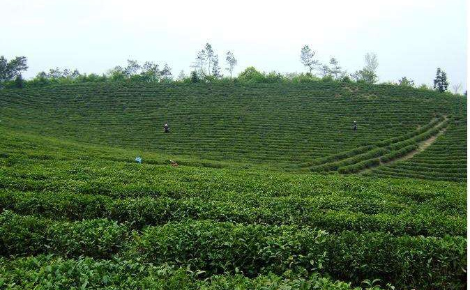 雙園茶業(yè)